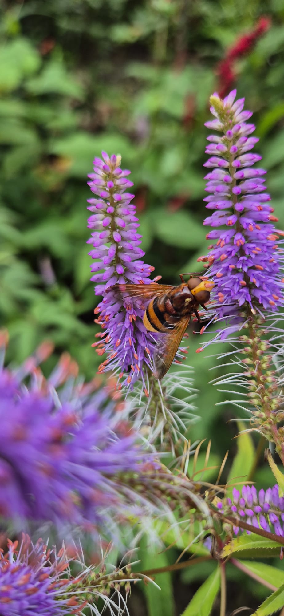 Tuin Eenrum